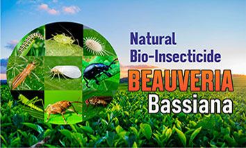 BEAUVERIA BASSIANA